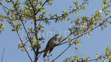 蜘蛛或画眉夜莺（罗西尼亚罗西尼亚）坐在树枝上唱歌